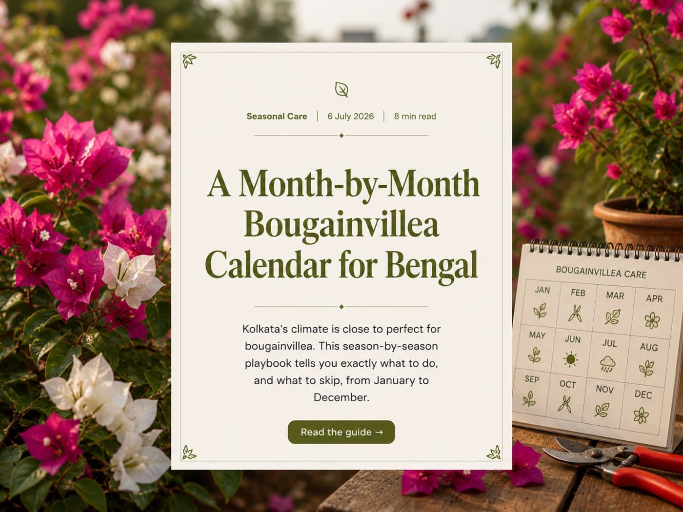 A Month-by-Month Bougainvillea Calendar for Bengal