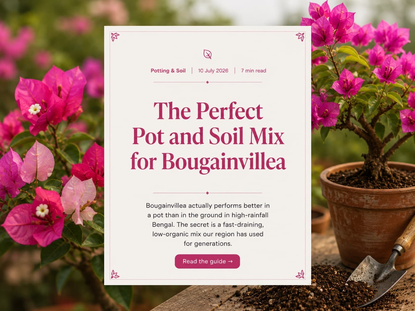 The Perfect Pot and Soil Mix for Bougainvillea