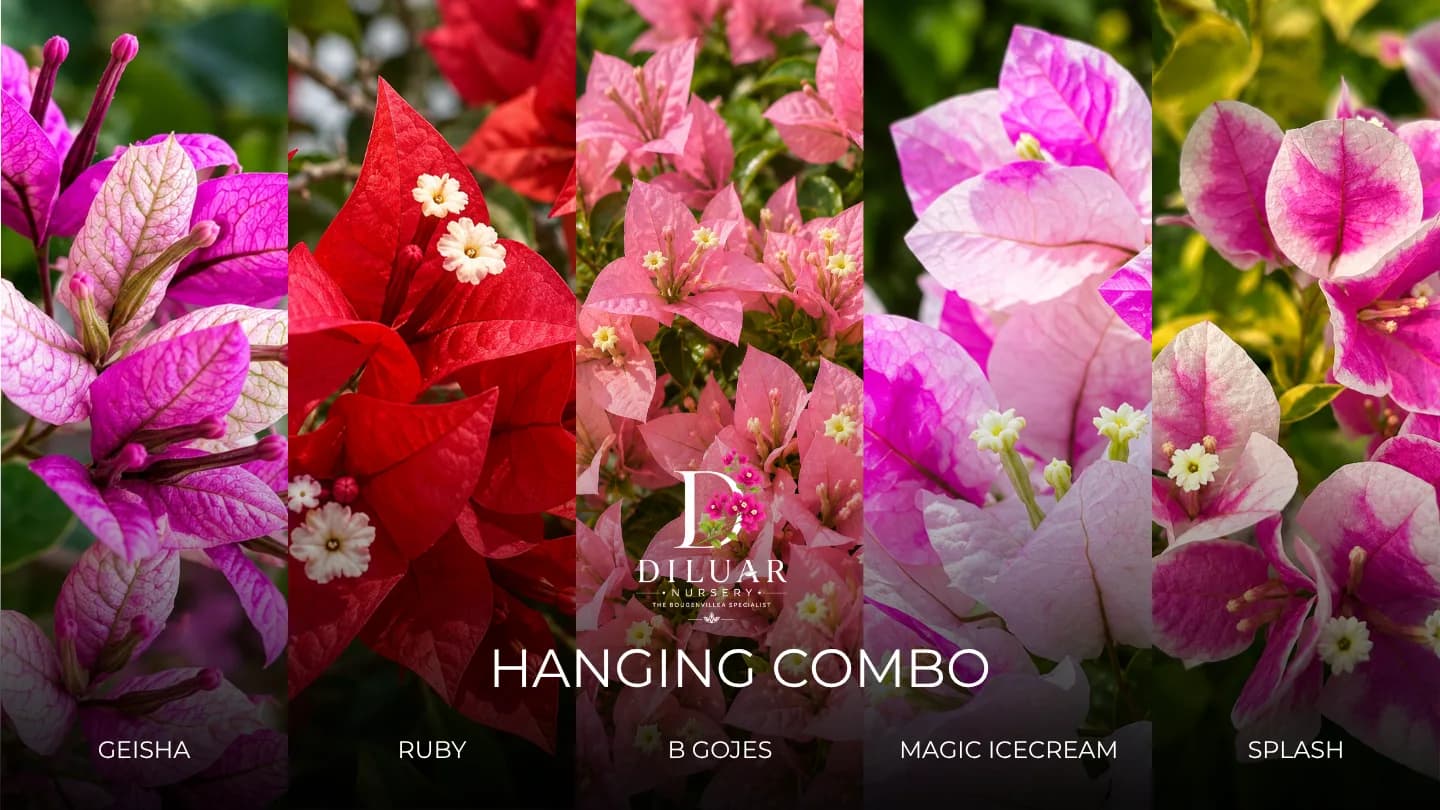 Hanging Combo