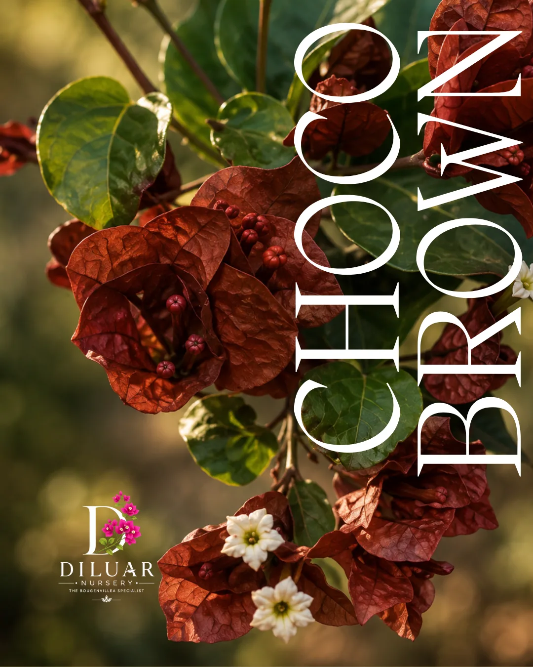 Choco Brown