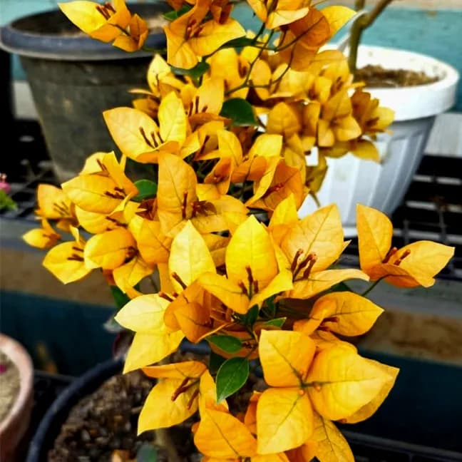 Flame Yellow