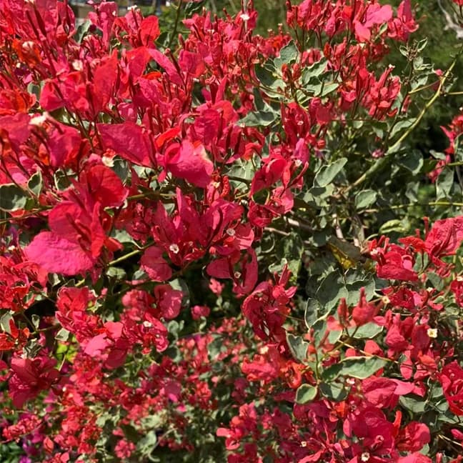 Orange Mashuri