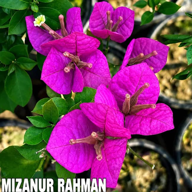 Mizanur Rahaman