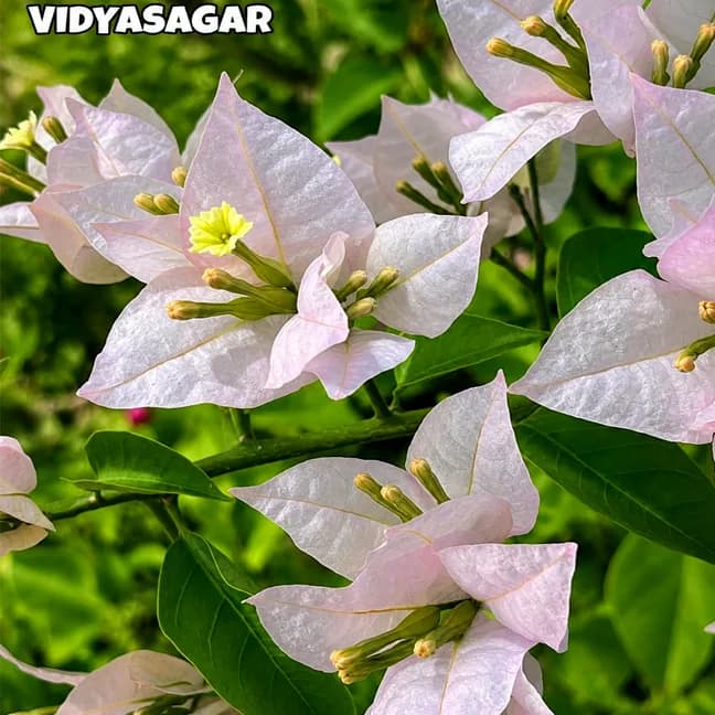 Vidyasagar