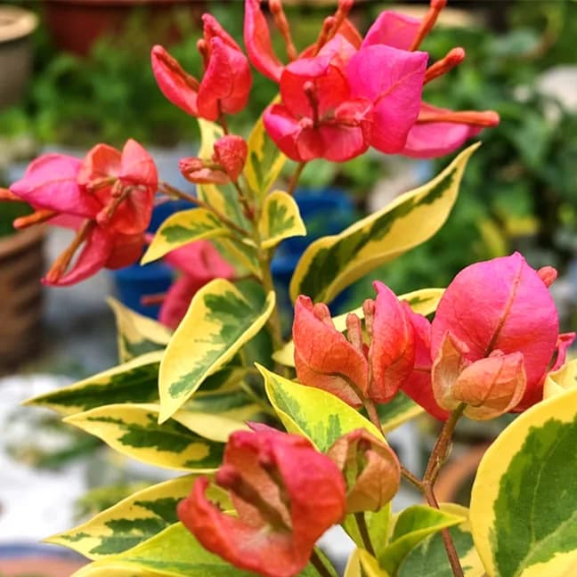 Tanglong Orange variegated