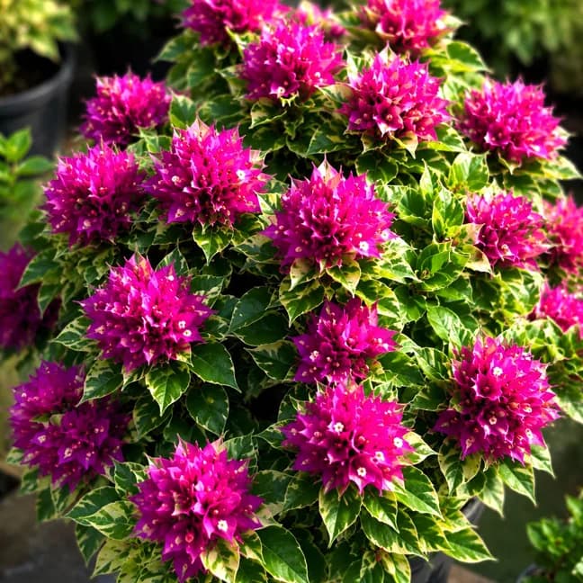 21 Jewel Pink Variegated