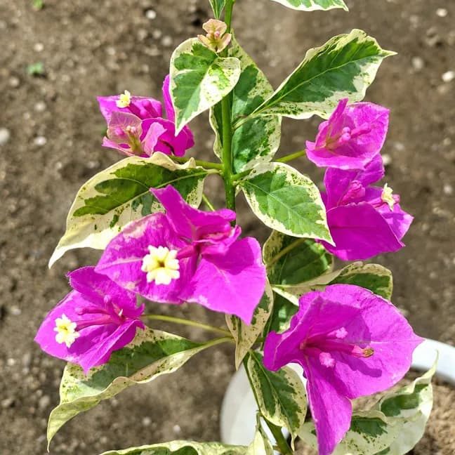 Buttercup Variegated