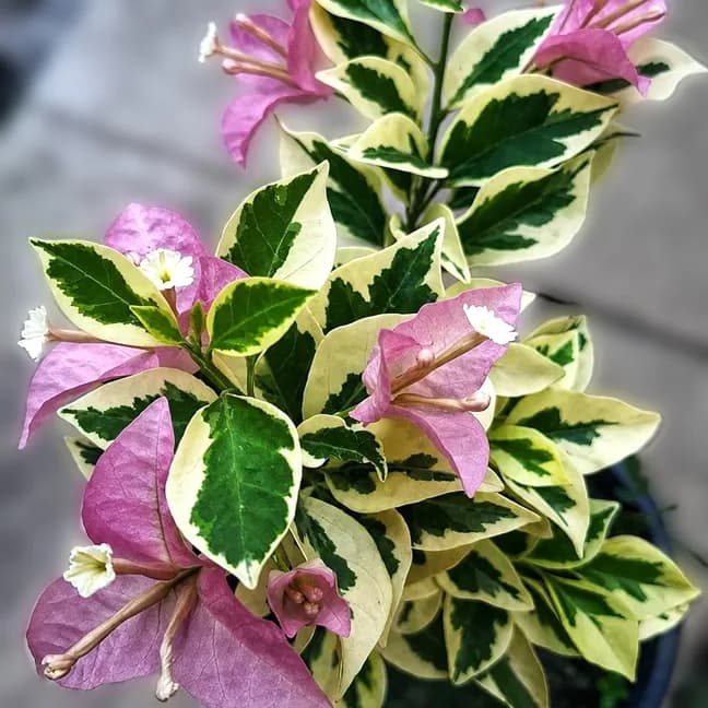 Kayata Variegated