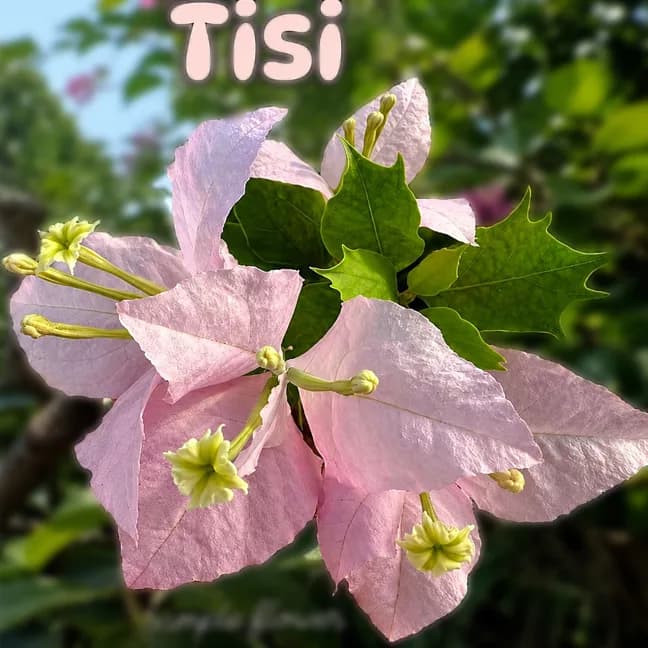 Tisi