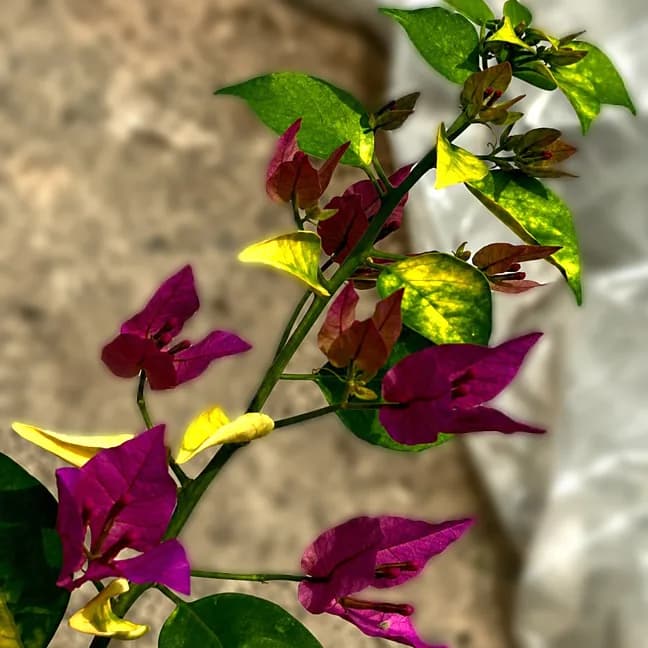 Golden Purple Flame