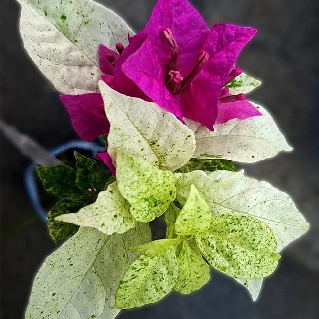 Diamond Purple