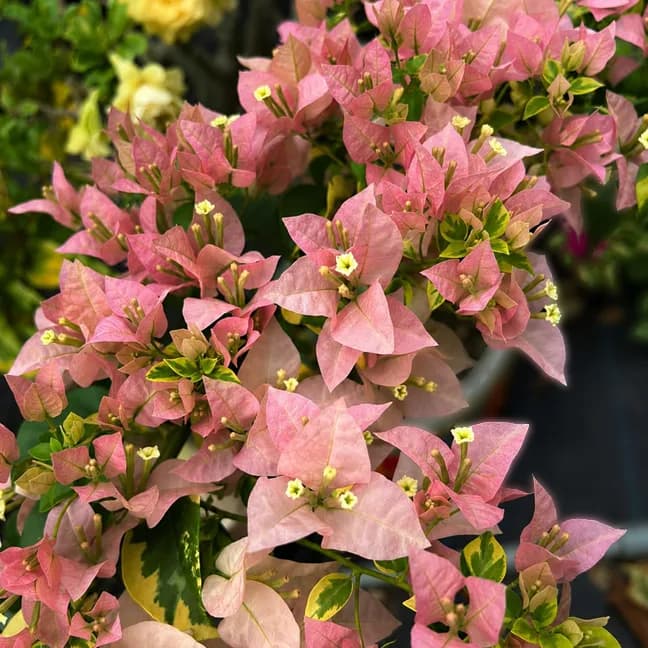 B Gojes Variegated