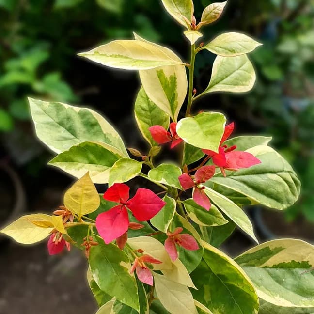 Bisakha Variegated