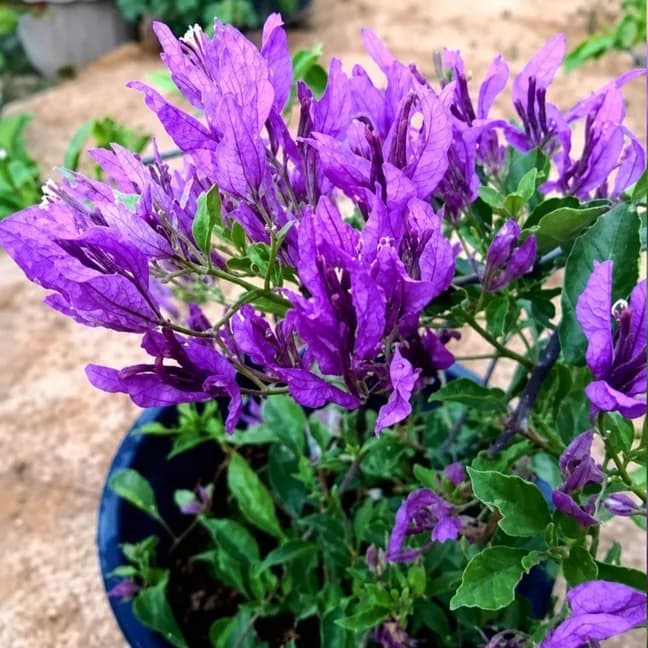 Butterfly Purple