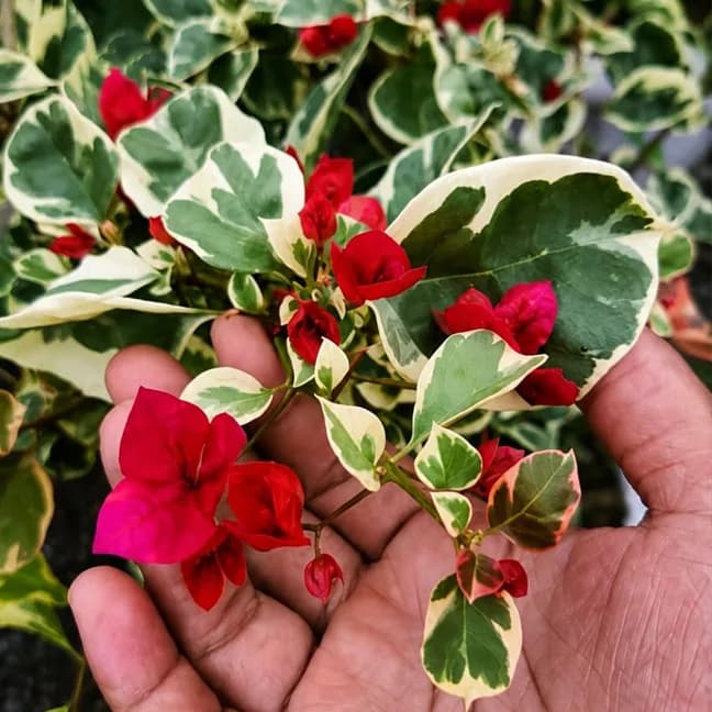Bighani Variegated