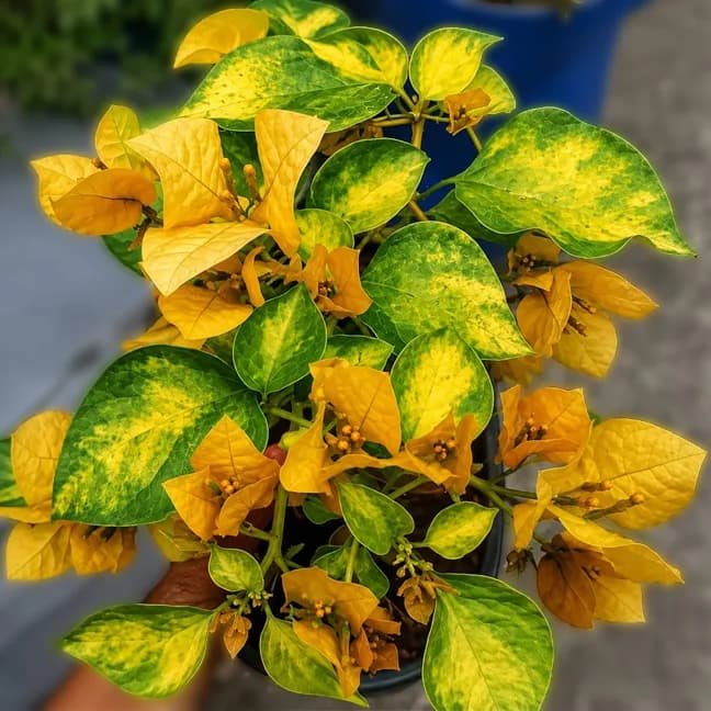 Golden Yellow