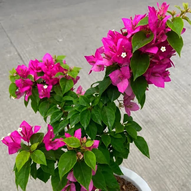 Foxtail Pink