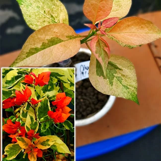 Diva Orange