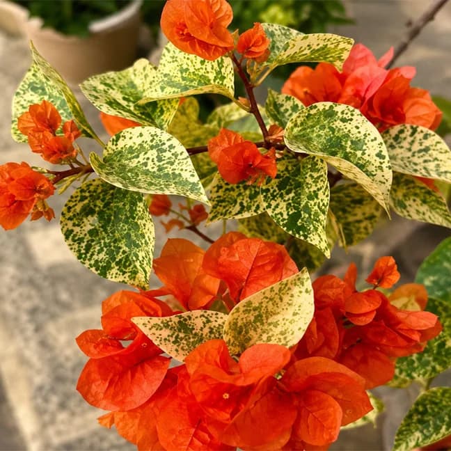 Diamond Orange