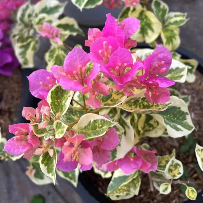 Pink Delima