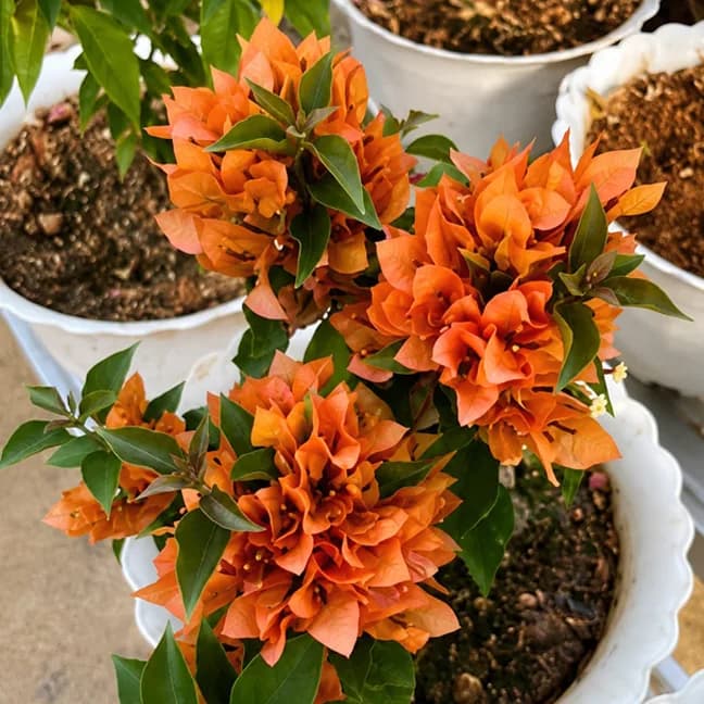 Orange Velvet