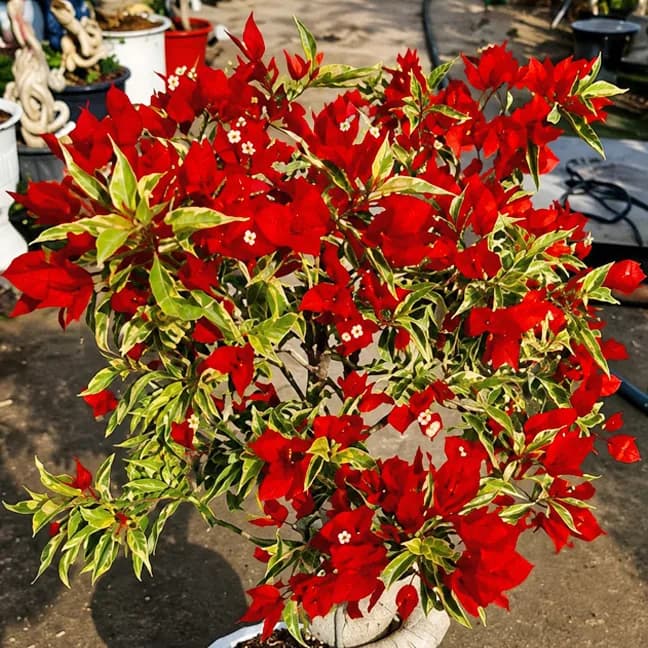 Flame Variegated