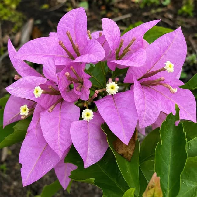 Silhouette Variegated