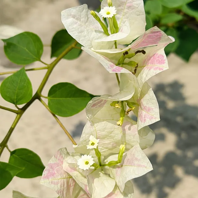 Salsa Dewata
