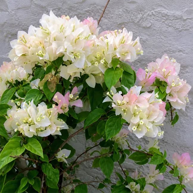 Blushing White