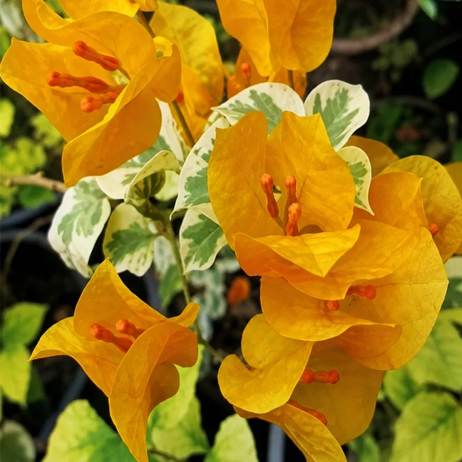 Yellow Wonder Malyasia