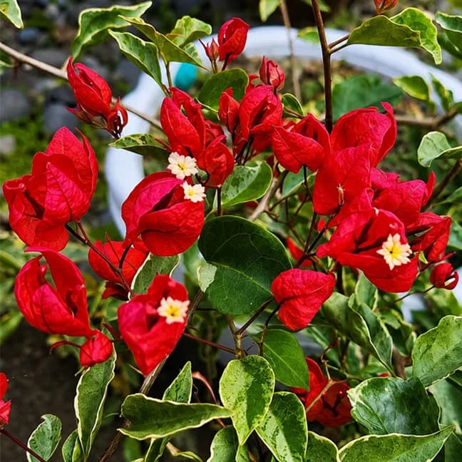 Tanglong Red Variegated