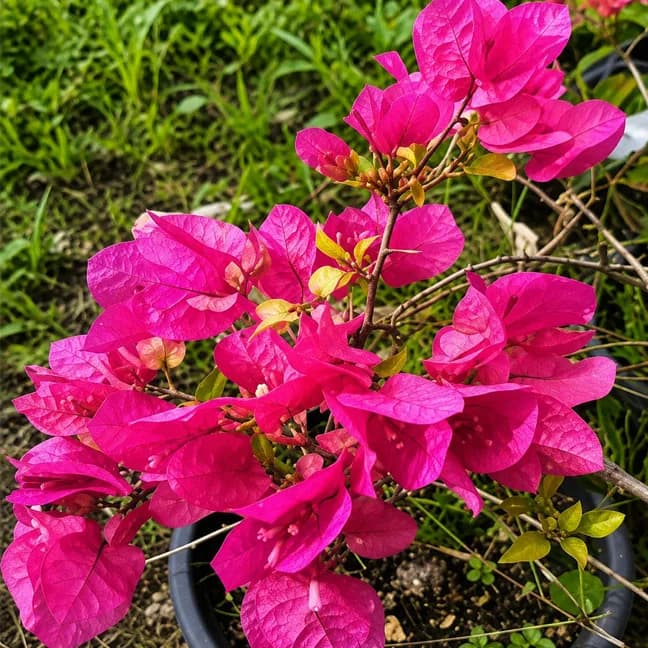 Hanging Soft Pink