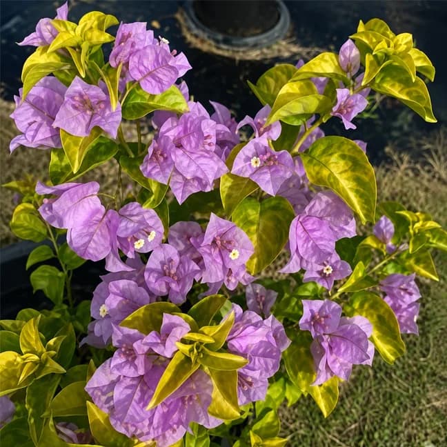 Golden Mauve