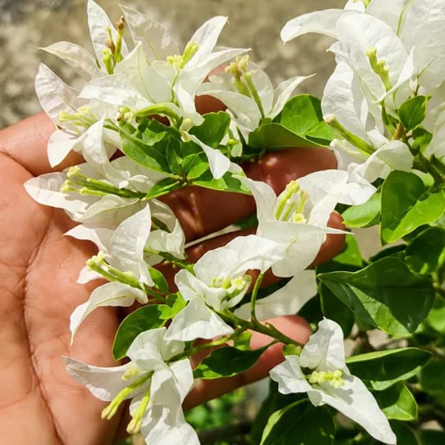 Silver White