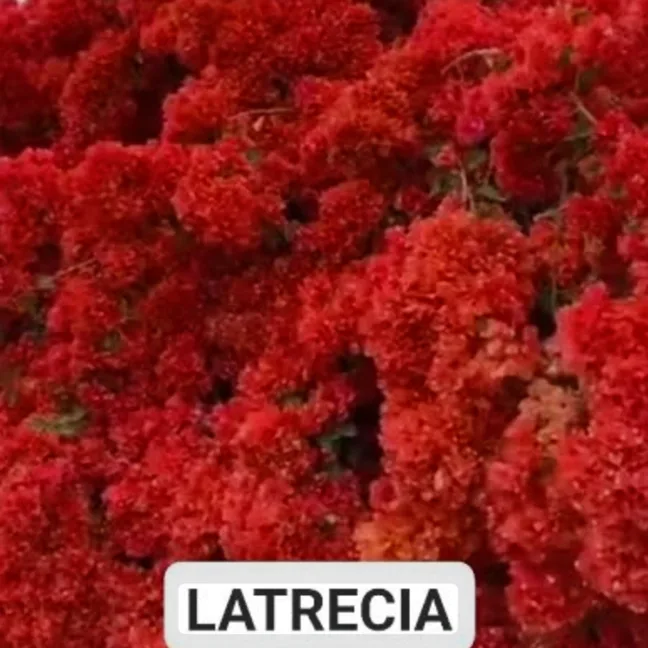 Latrecia