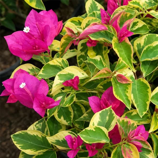 Magenta Pink (v)