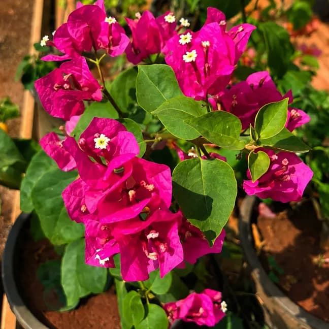 Darkone Pink