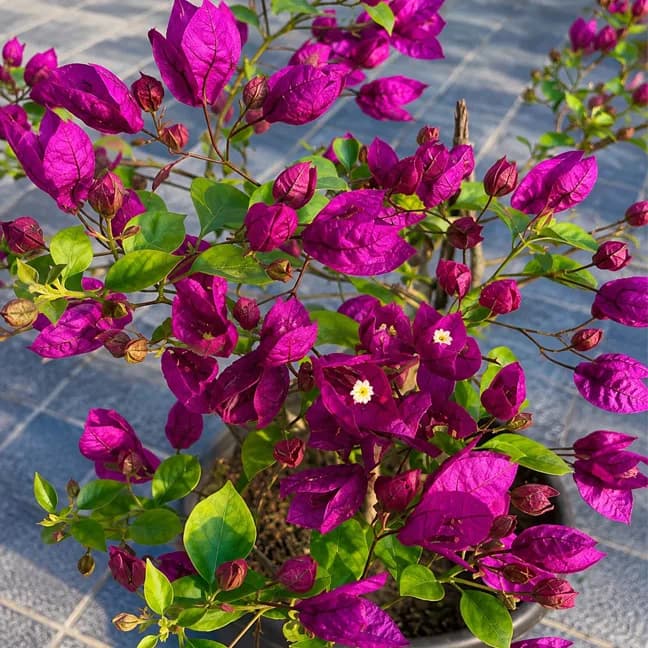 Tanglong Purple (v)
