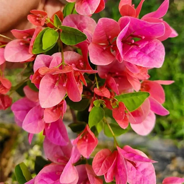 Watermelon Kiss
