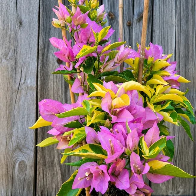 Bansai Emas Pink