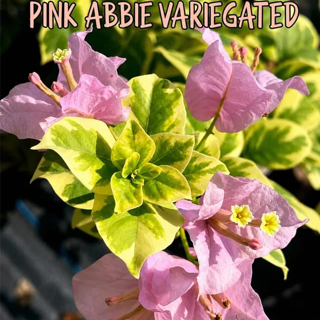 Pink Abby Variegated