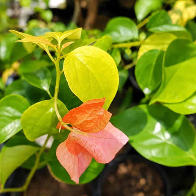 Watermelon Orange