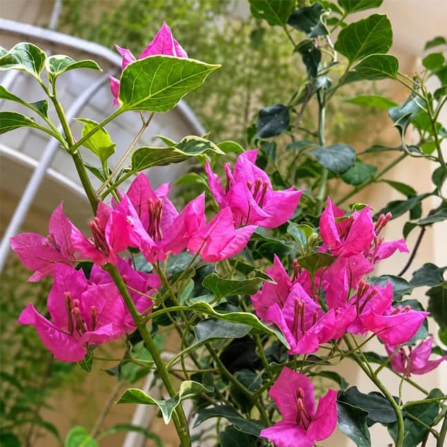 Monalisa Pink