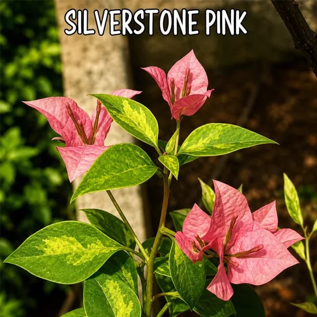 Silver Stone Pink