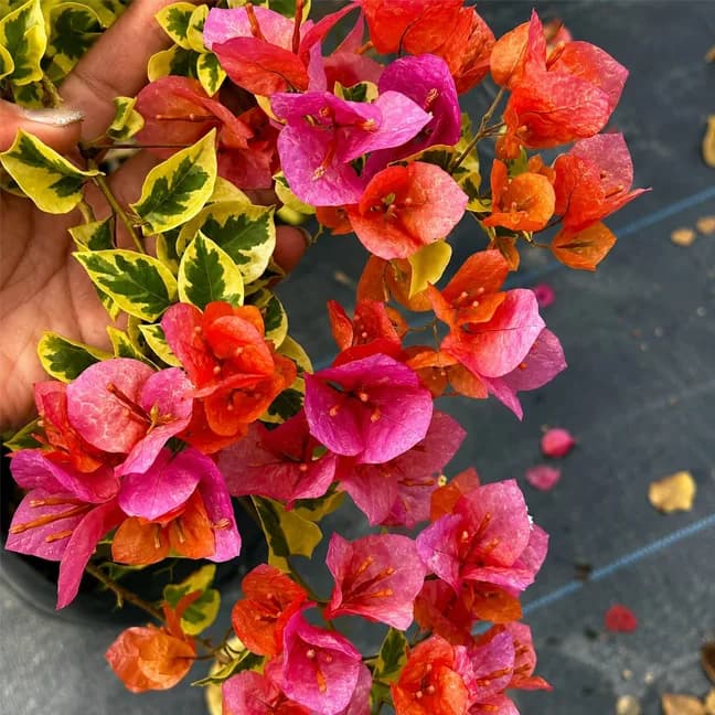 Vietnam Mix Variegated