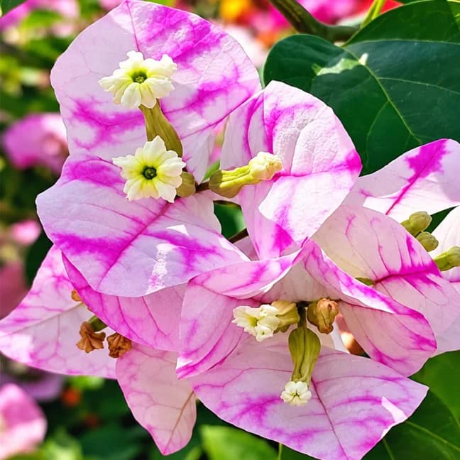 Madona Variegated
