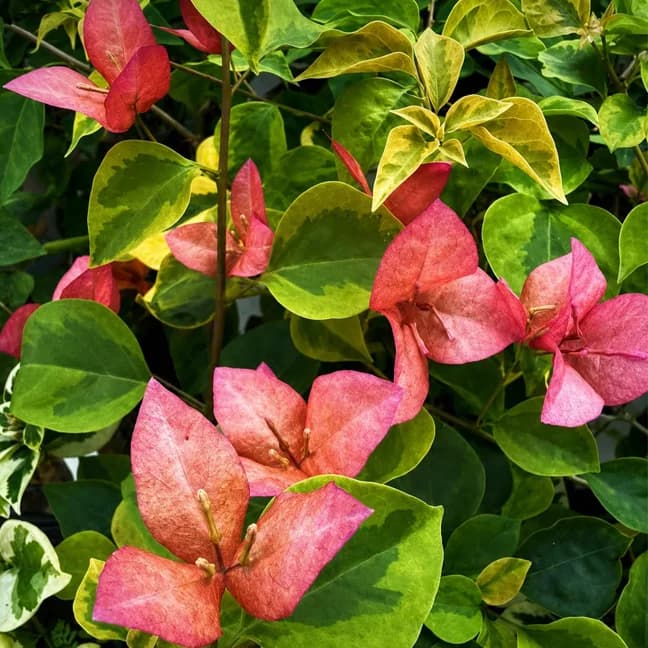 Pink Alora Variegated