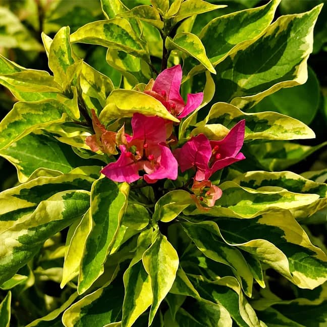 Dragon Flame Pink (Grafted)