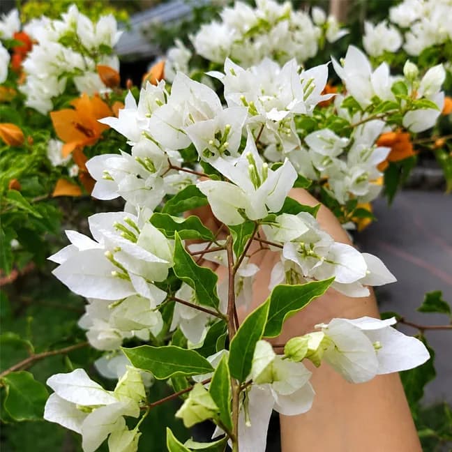 Chilli White