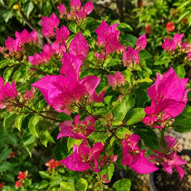 Chilli Pink